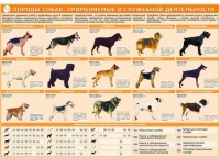 Комплект плакатов "Кинология" - «globural.ru» - Краснокамск