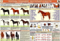 Комплект плакатов "Служебное коневодство" - «globural.ru» - Краснокамск