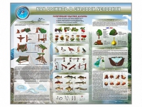 Стенд "Как выжить в суровых условиях" (вариант 1) - «globural.ru» - Краснокамск