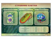 Электрифицированный стенд "Строение клетки" с маркерными полями - «globural.ru» - Краснокамск