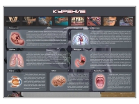 Стенд "Курение" (вариант 1) - «globural.ru» - Краснокамск