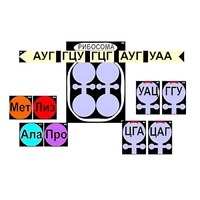 Модель-аппликация "Биосинтез белка" (ламинированная) - «globural.ru» - Краснокамск