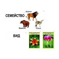 Модель-аппликация "Классификация растений и животных" (ламинированная) - «globural.ru» - Краснокамск