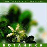 Ботаника. (Цифровая база изображений) - «globural.ru» - Краснокамск