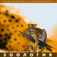 Зоология. (Цифровая база изображений) - «globural.ru» - Краснокамск
