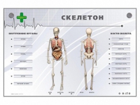 Электрифицированный стенд-тренажер "Скелетон" - «globural.ru» - Краснокамск