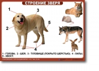 Ознакомление с окружающим миром. 1-4 класс. Комплект таблиц. Наглядные пособия для начальной школы, учебные пособия - «globural.ru» - Краснокамск