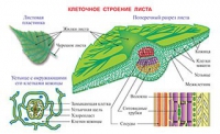 Плакаты и таблицы по биологии - «globural.ru» - Краснокамск