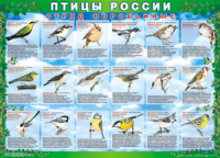 Таблица Птицы России из  4 листов в комплекте 1000*1400 винил	 - «globural.ru» - Краснокамск