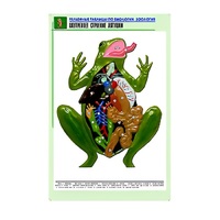 Рельефная таблица "Внутреннее строение лягушки" (формат А1, матовое ламинир.) - «globural.ru» - Краснокамск