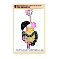 Рельефная таблица "Пищеварительный тракт" (формат А1, матовое ламинир.) - «globural.ru» - Краснокамск