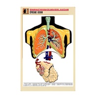 Рельефная таблица "Строение легких" (формат А1, матовое ламинир.) - «globural.ru» - Краснокамск