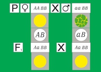 Модель-аппликация Дигибридное скрещивание. Законы Менделя. (набор из 84 карт) - «globural.ru» - Краснокамск