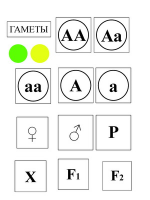 Модель-аппликация Моногибридное скрещивание и его цитологические основы - «globural.ru» - Краснокамск