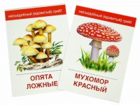 Раздаточные карточки "Грибы съедобные и не съедобные" - «globural.ru» - Краснокамск
