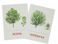 Раздаточные карточки "Деревья и кустарники" - «globural.ru» - Краснокамск