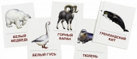 Раздаточные карточки "Животные холодных широт" - «globural.ru» - Краснокамск