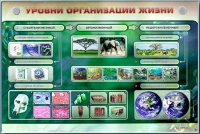 Электрифицированный стенд "Уровни организации жизни" - «globural.ru» - Краснокамск