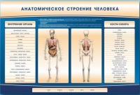 Электрифицированный стенд-тренажер c макетом скелета "Анатомическое строение человека" - «globural.ru» - Краснокамск