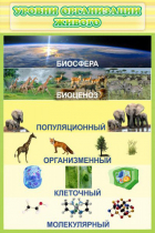 Стенд "Уровни организации живого" - «globural.ru» - Краснокамск