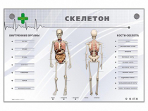 Электрифицированный стенд-тренажер "Скелетон" - «globural.ru» - Краснокамск