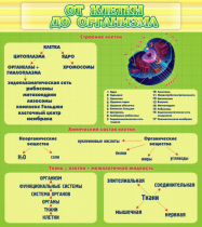 Стенд "От клетки до организма" - «globural.ru» - Краснокамск
