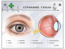 Интерактивный стенд "Строение глаза" - «globural.ru» - Краснокамск