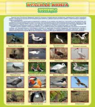 Стенд "Красная книга - птицы" - «globural.ru» - Краснокамск