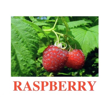 "Berries-1" ("Ягоды-1") английские карточки Домана - «globural.ru» - Краснокамск
