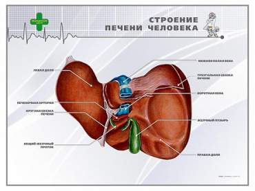 Стенд "Строение печени человека" - «globural.ru» - Краснокамск