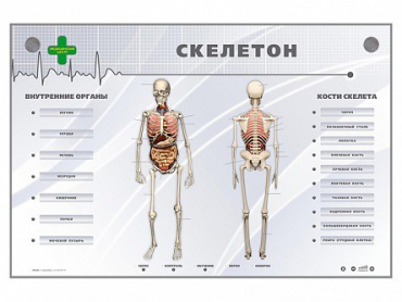 Электрифицированный стенд-тренажер "Скелетон" - «globural.ru» - Краснокамск