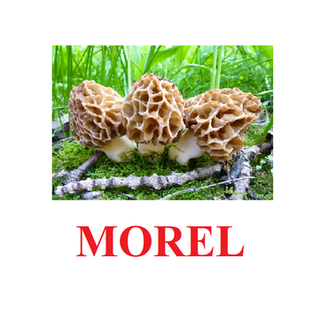 "Mushrooms" ("Грибы") английские карточки Домана - «globural.ru» - Краснокамск