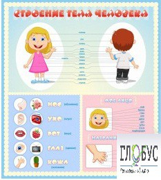 Стенд "Строение человека" для детей - «globural.ru» - Краснокамск