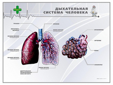 Стенд "Дыхательная система человека" - «globural.ru» - Краснокамск