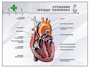 Стенд "Строение сердца человека" - «globural.ru» - Краснокамск