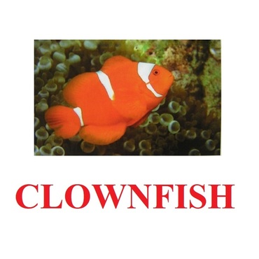 "Fish" ("Рыбы") английские карточки Домана - «globural.ru» - Краснокамск