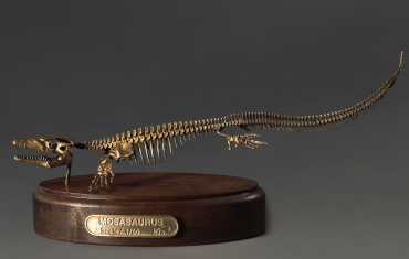 Модель скелета мозазавра Mosasaurus - «globural.ru» - Краснокамск