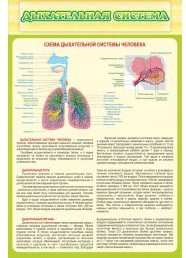 Стенд "Дыхательная система" - «globural.ru» - Краснокамск